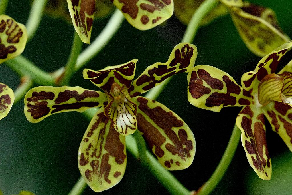 2025-07119504 Tower Hill Botanic Garden, MA.JPG - Orchid (Grammatophyllum scriptum). New England Botanic Garden at Tower Hill, MA, 7-11-2025
